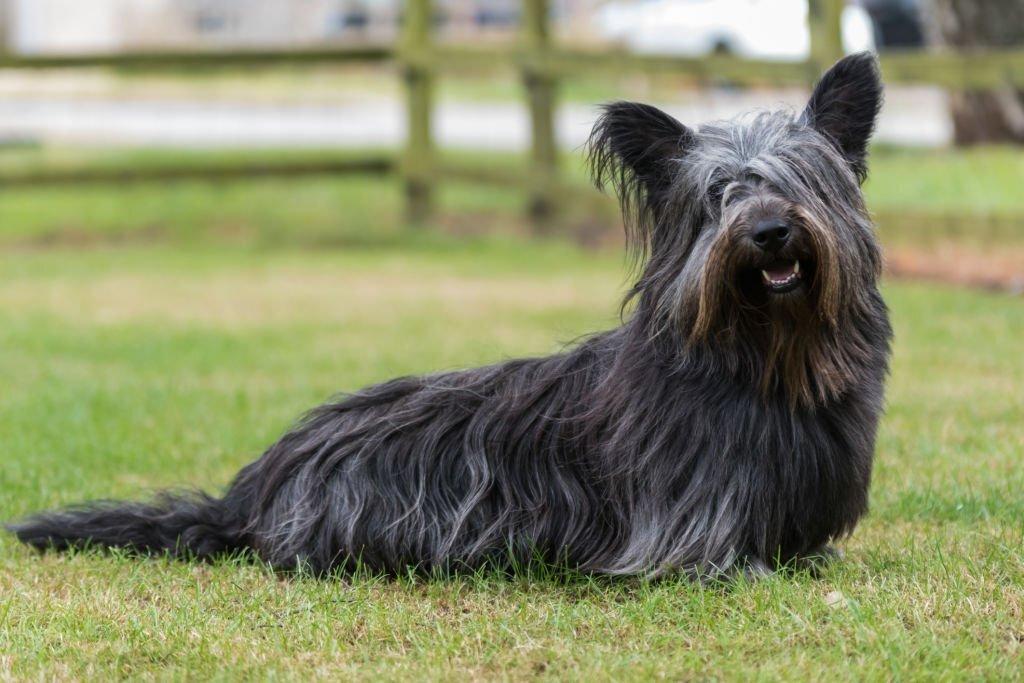 Jenis Anjing Terrier