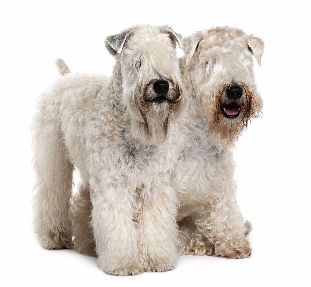 Jenis Anjing Terrier