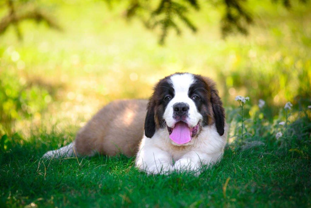 Anjing Terlucu di Dunia