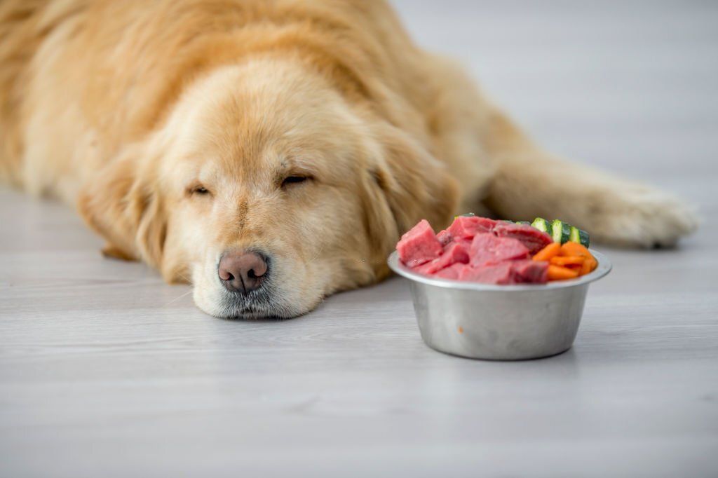 Kenapa Anjing Tidak Mau Makan