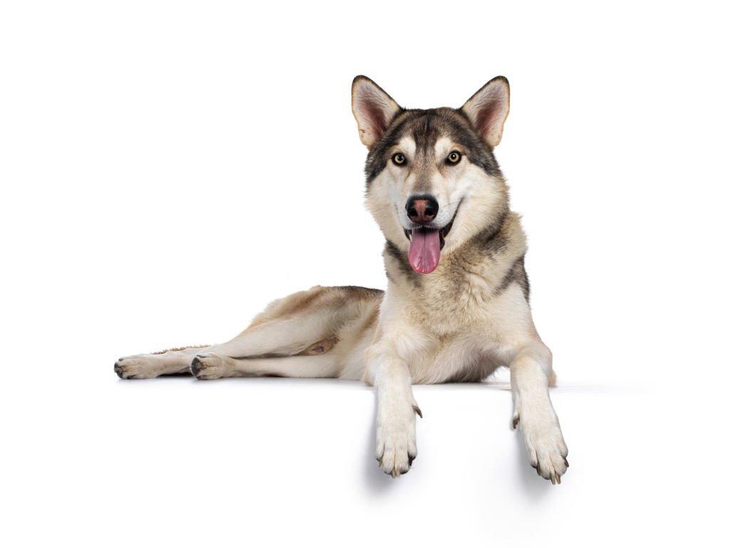 Anjing Serigala