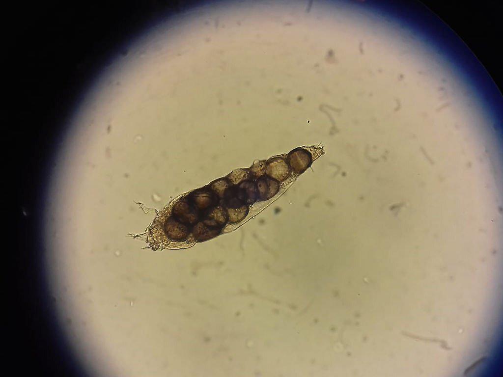 Demodex Anjing