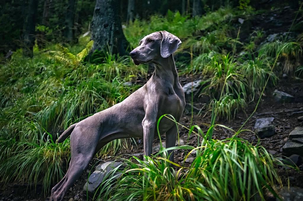 Anjing Pemburu