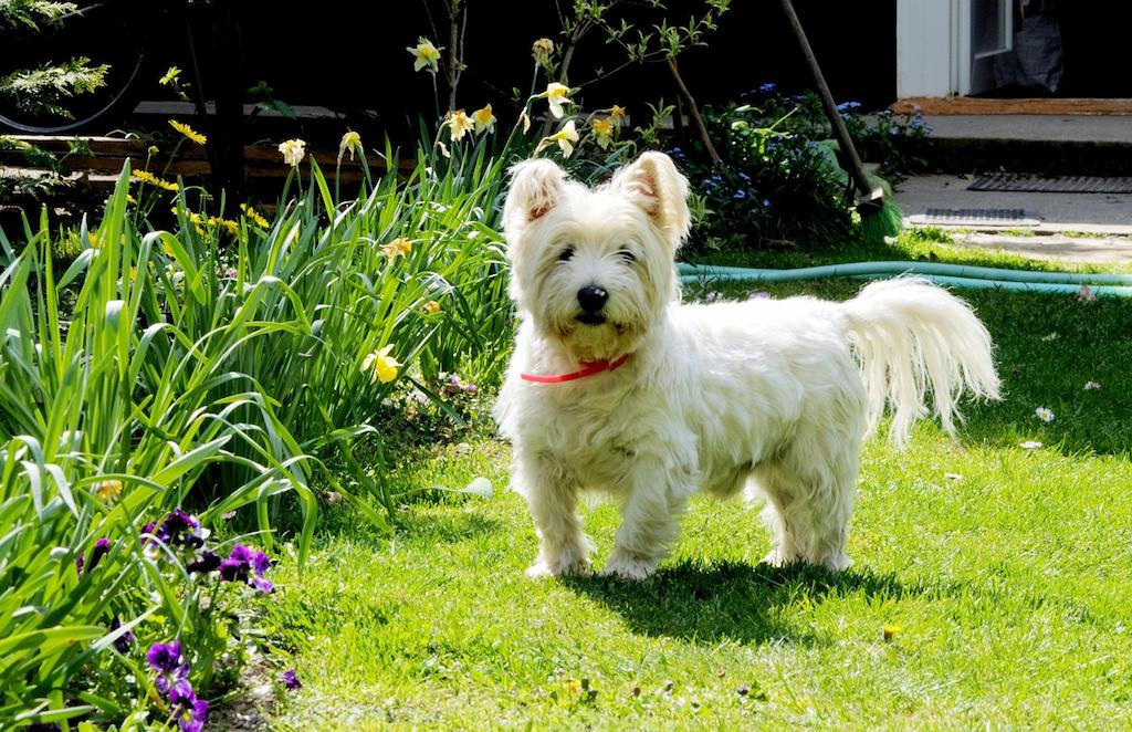 Jenis Anjing Terrier