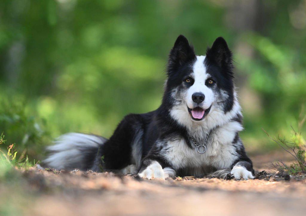 Anjing Serigala