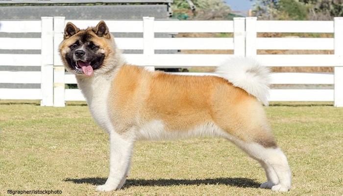 Anjing American Akita