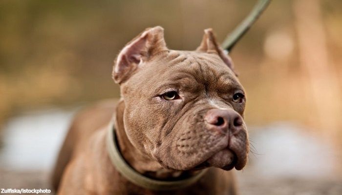 Anjing American Bully