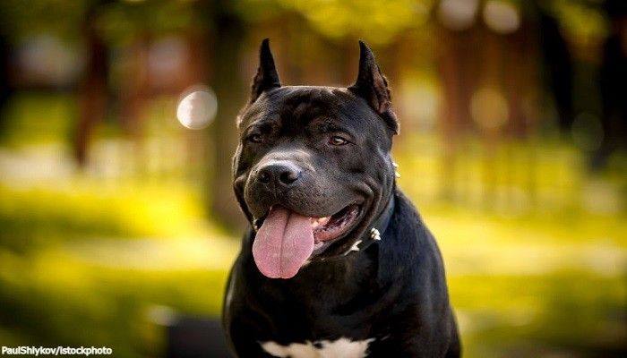 Anjing American Pitbull