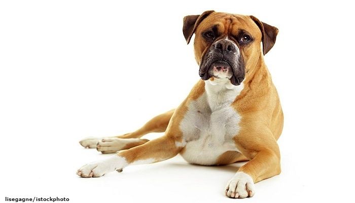 Anjing Boxer