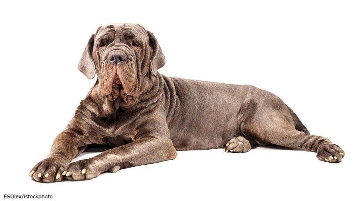 Anjing Cane Corso