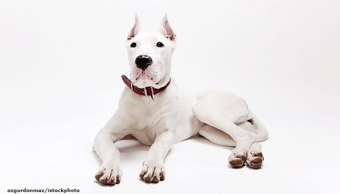 Anjing Dogo Argentino