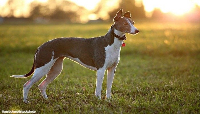 Anjing Greyhound