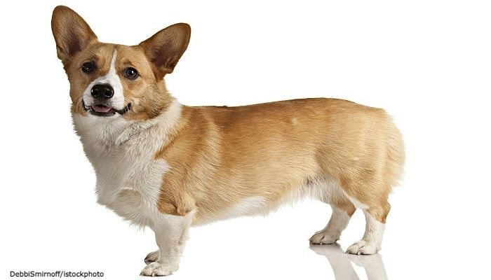 17 Ras Anjing Kaki Pendek 1 Anjing Kaki Pendek