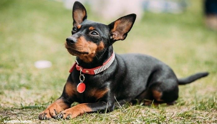 Anjing Mini Pinscher
