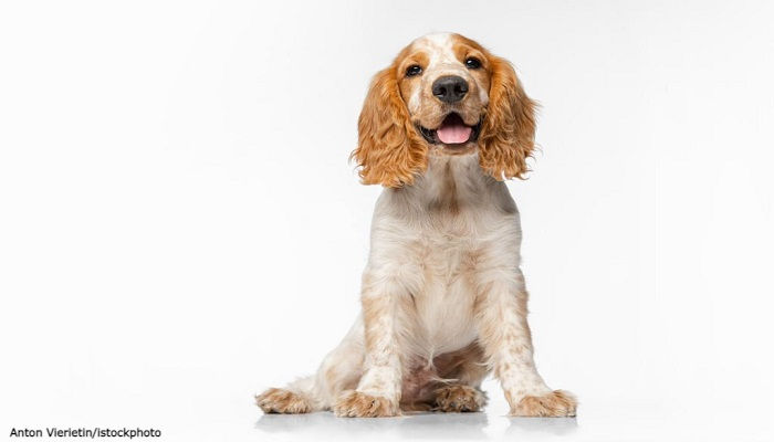 Anjing Spaniel