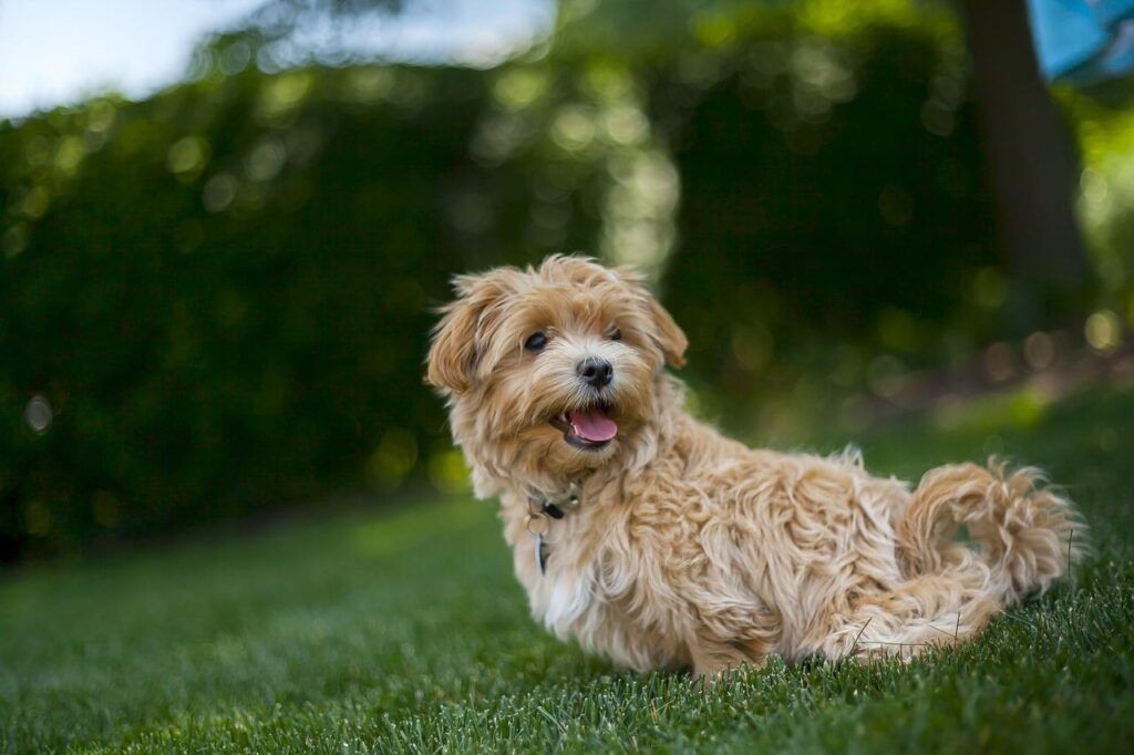 Cara Merawat Anjing Maltipoo