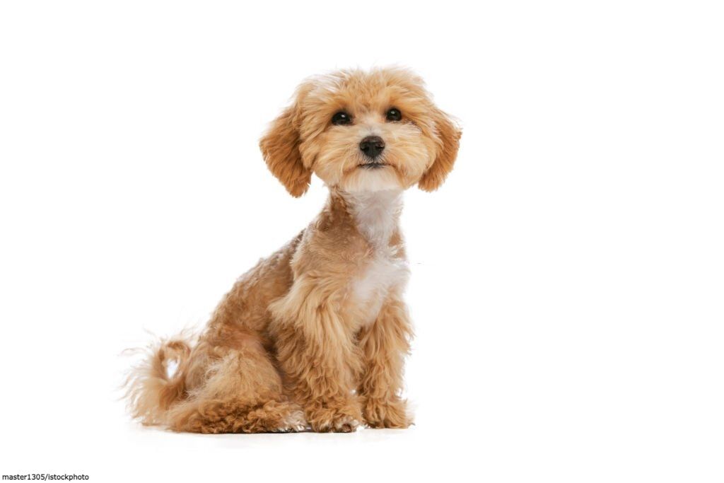 Ciri-ciri Anjing Maltipoo