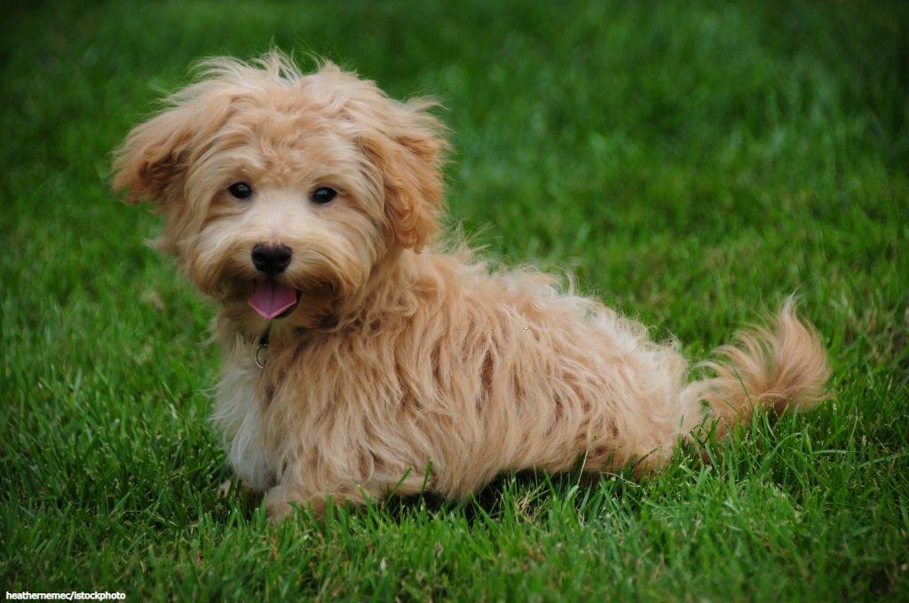 Harga Anjing Maltipoo