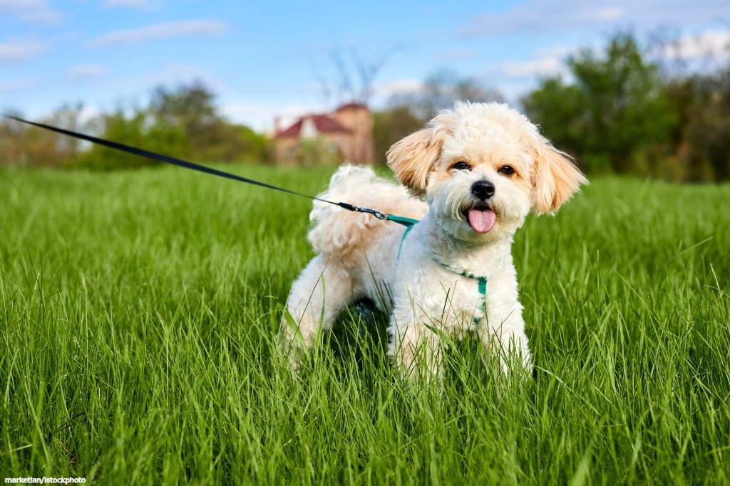 Karakter Anjing Maltipoo