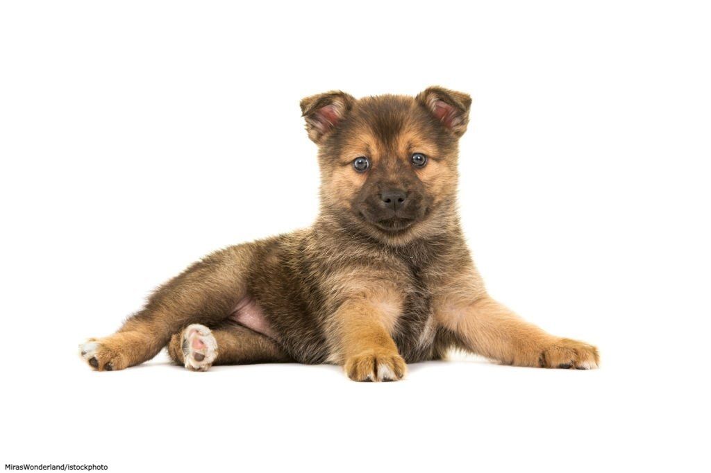 Makanan Anjing Pomsky