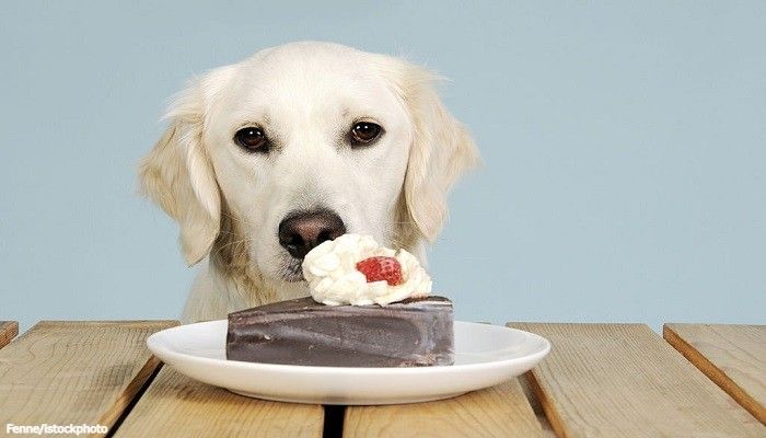 16 Makanan yang Tidak Boleh Dimakan Anjing 1 Makanan yang Tidak Boleh Dimakan Anjing