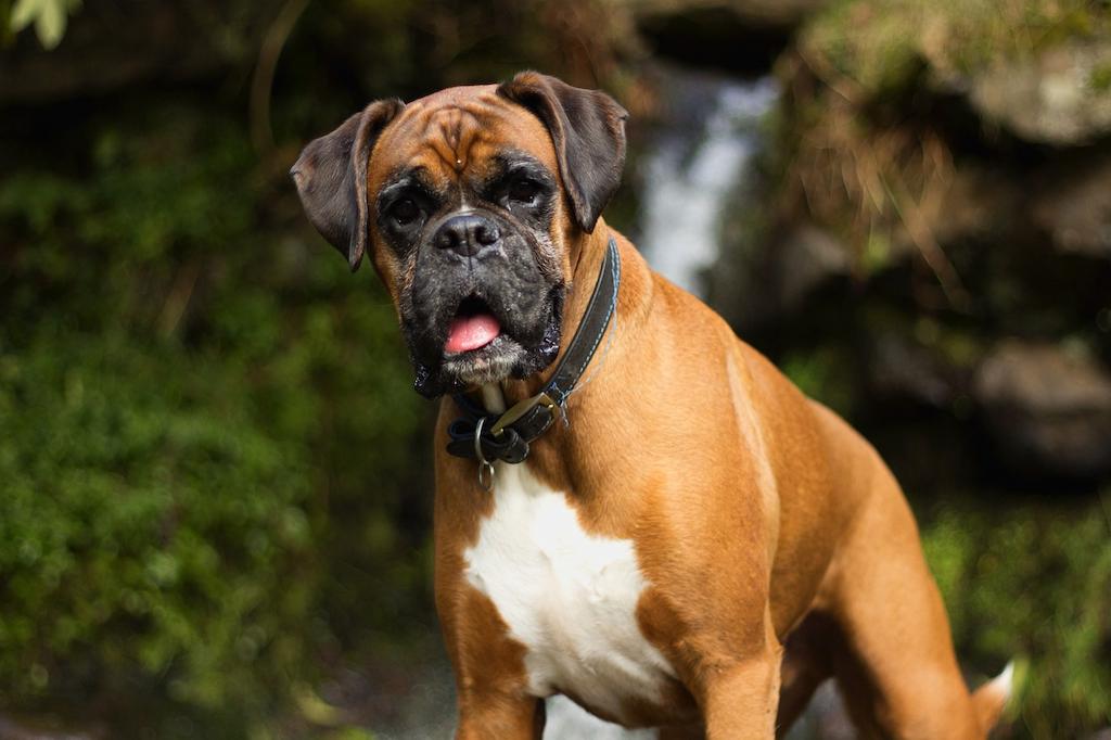 Merawat Anjing Boxer
