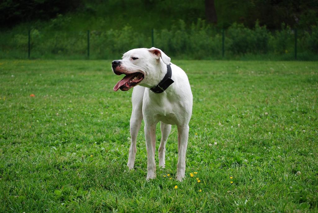 Merawat Anjing Dogo Argentino