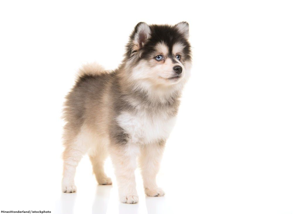 Merawat Anjing Pomsky