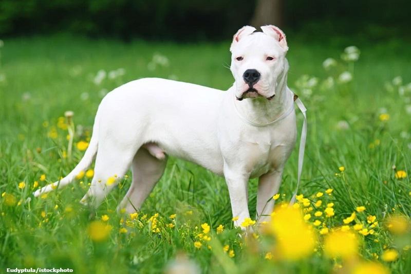 Ras Anjing Dogo Argentino