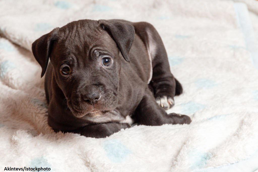 Anak Anjing American Pitbull