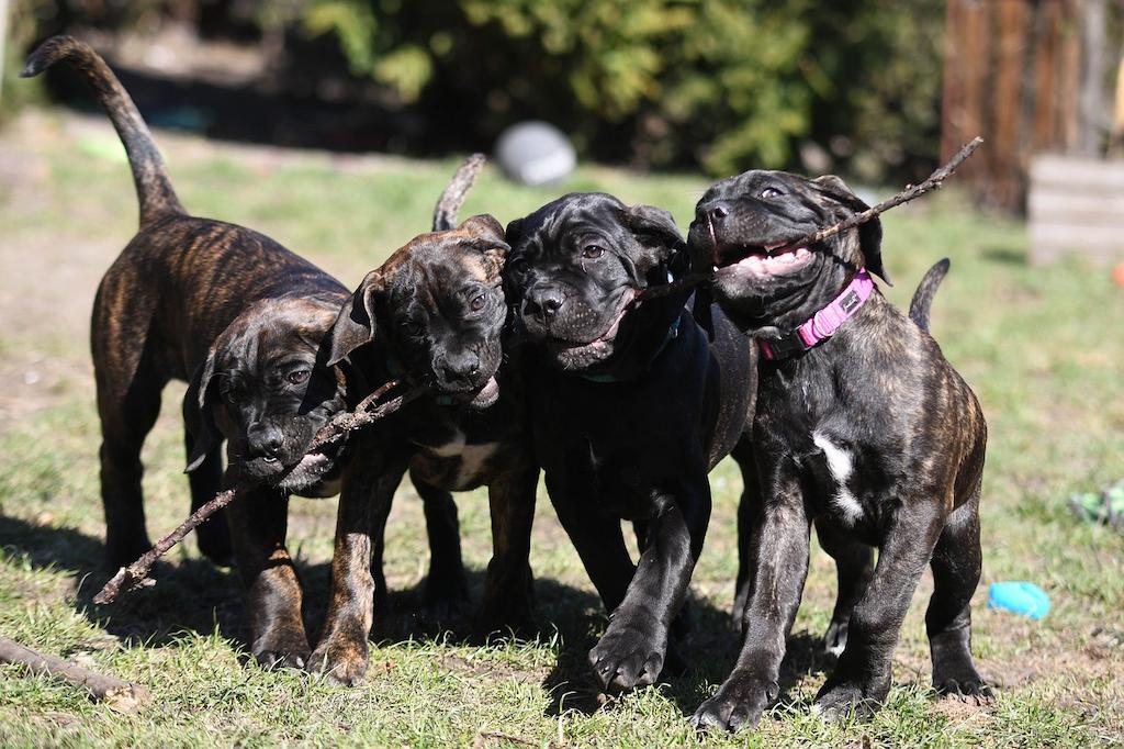 Anak Anjing Cane Corso