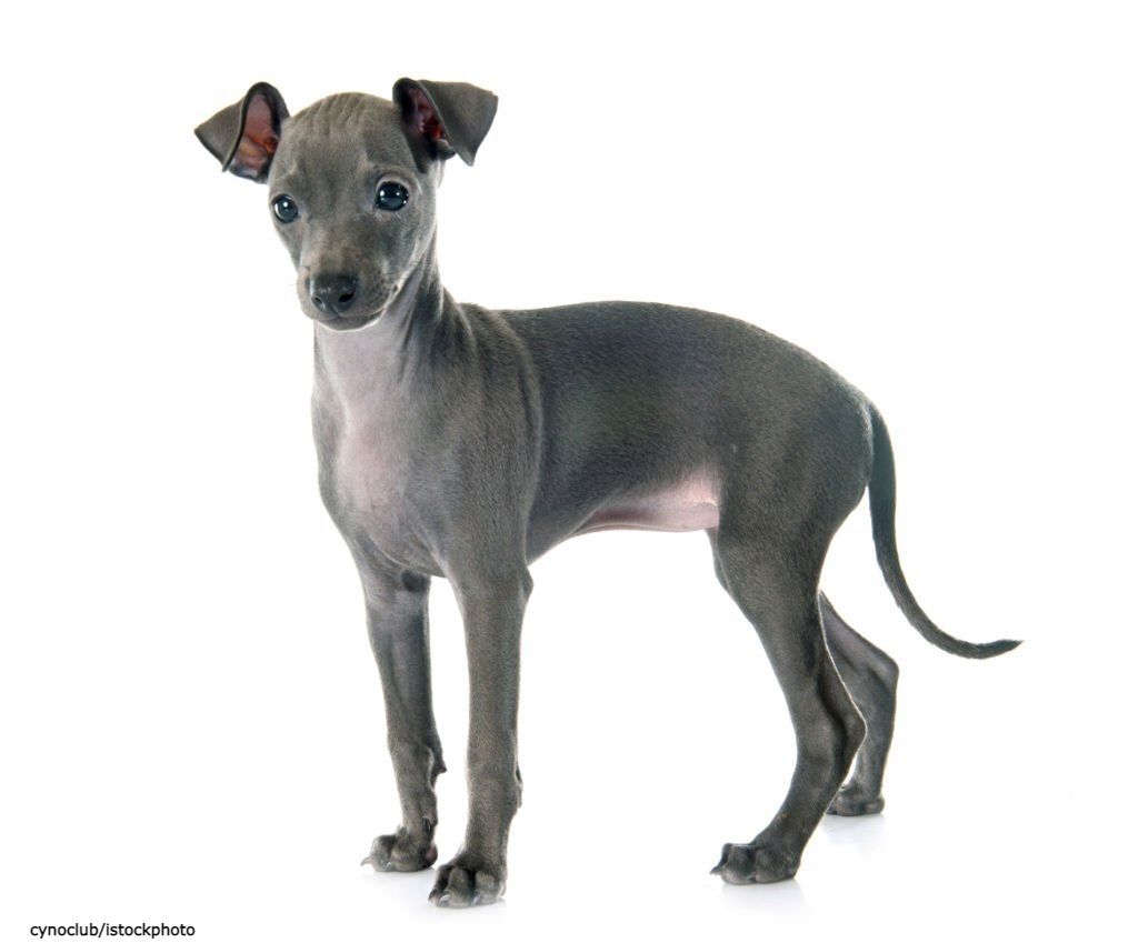 Anak Anjing Greyhound