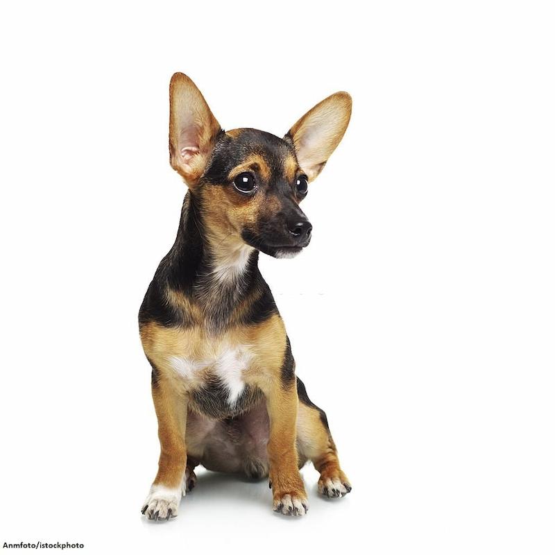 Anak Anjing Mini Pinscher