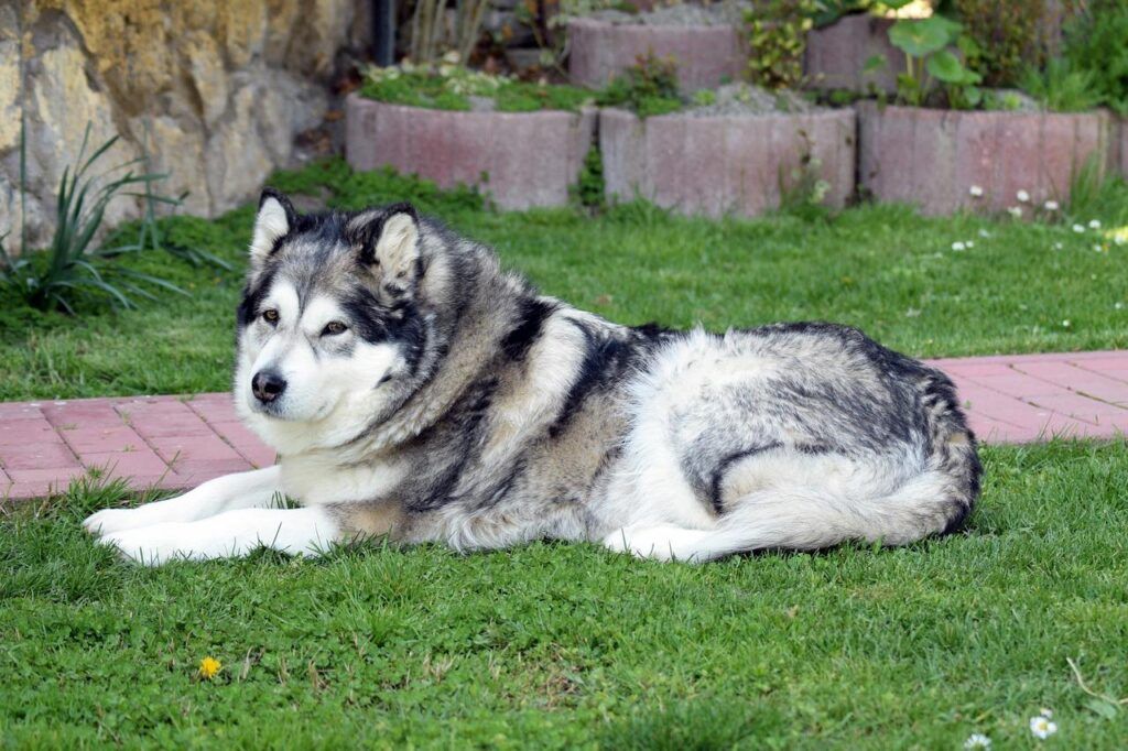 Anjing Berbulu Tebal Alaskan Malamute