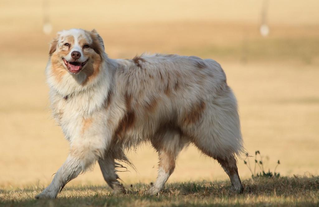 Anjing Berbulu Tebal Australian Shepherd