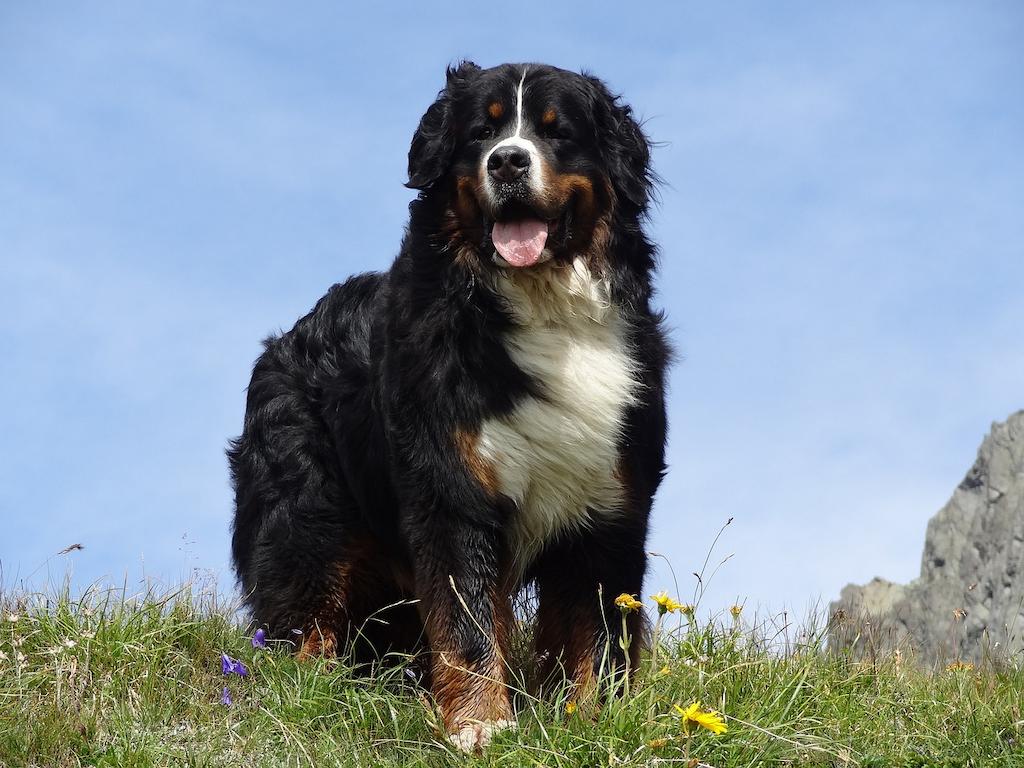 Anjing Berbulu Tebal Bernese Mountain
