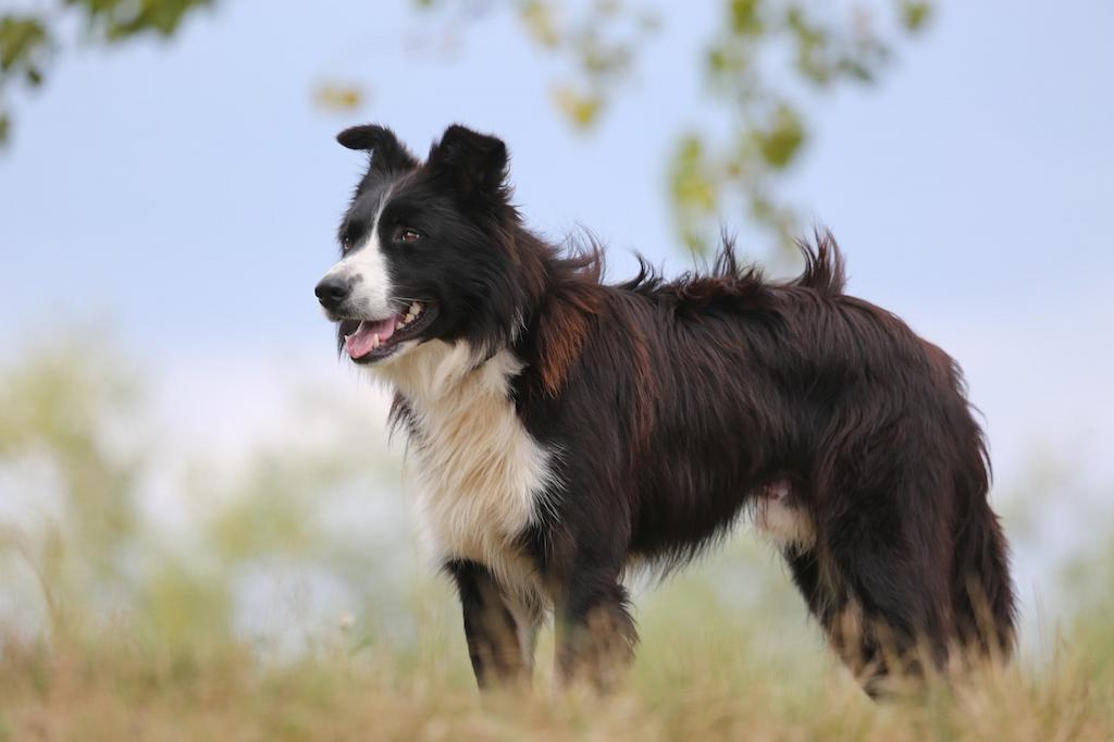 Anjing Berbulu Tebal Border Collie