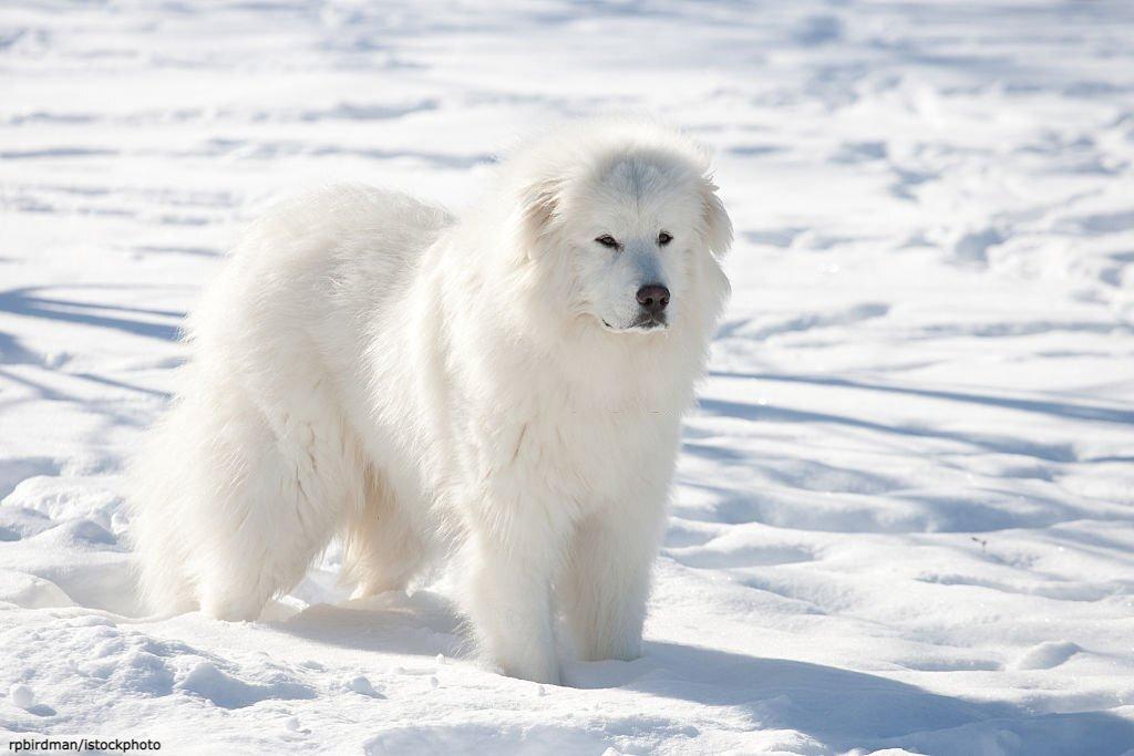 Anjing Berbulu Tebal Great Pyrenees
