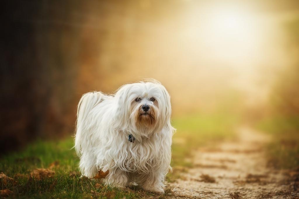 Anjing Berbulu Tebal Havanese
