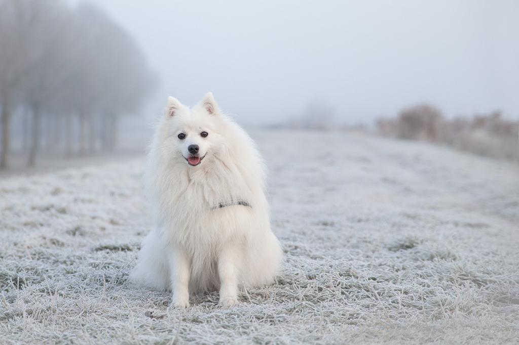 20 Ras Anjing Berbulu Tebal 3 Anjing Berbulu Tebal Keeshond