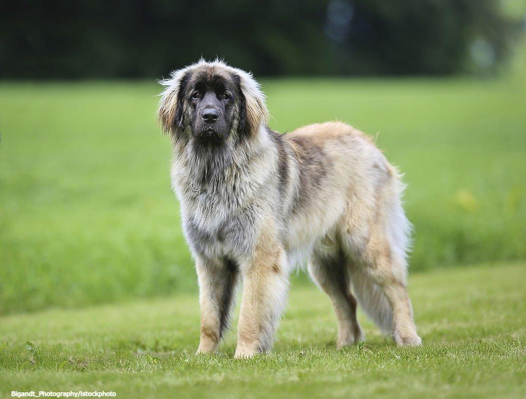 Anjing Berbulu Tebal Leonberger