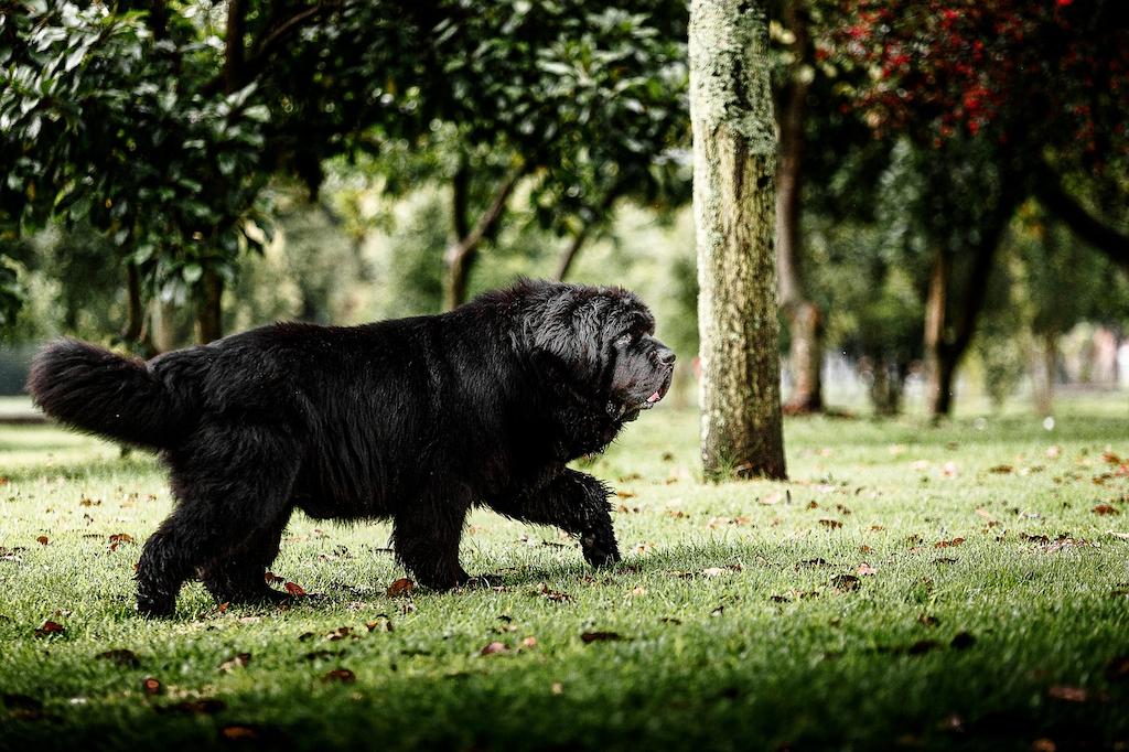 Anjing Berbulu Tebal Newfoundland