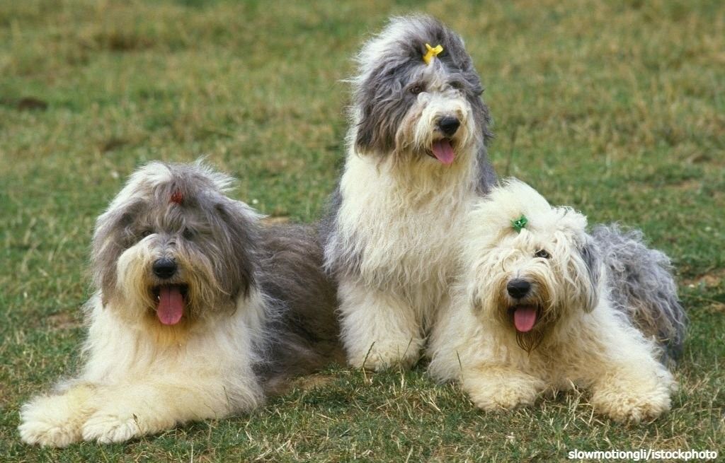 Anjing Berbulu Tebal Old English Sheepdog