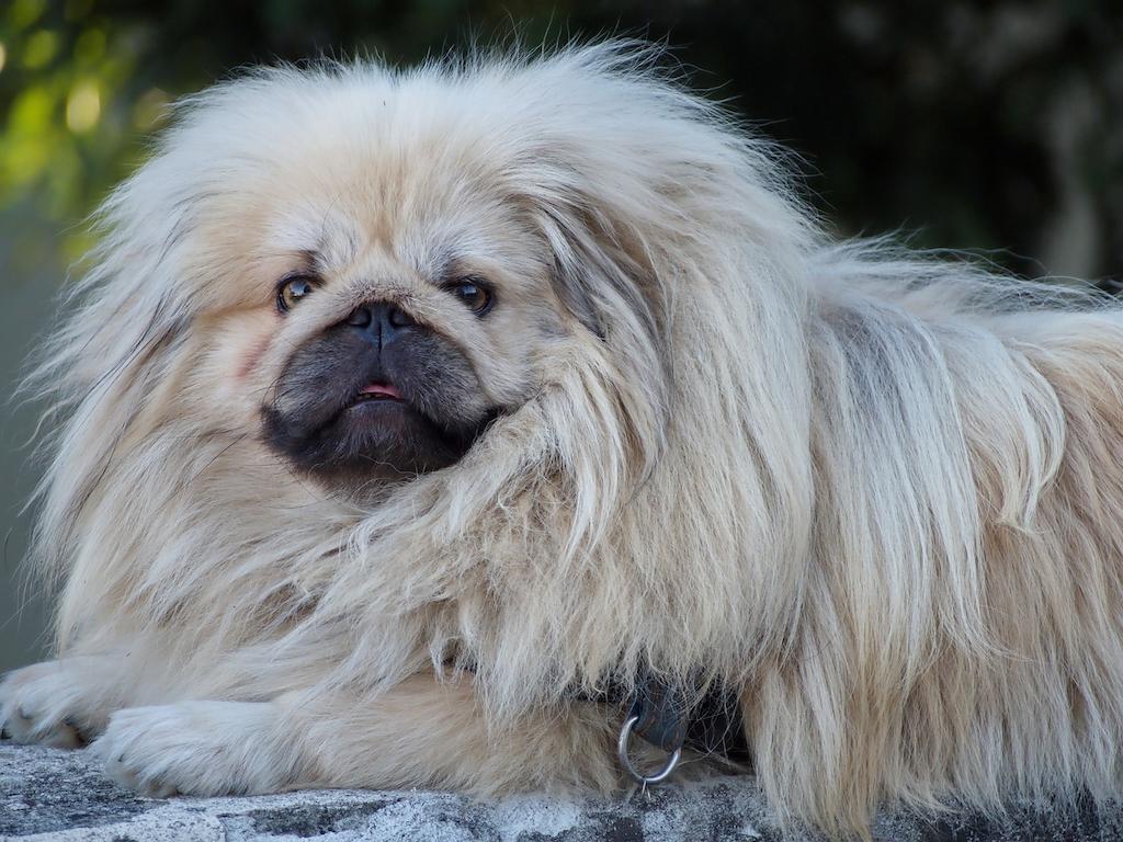 Anjing Berbulu Tebal Peking