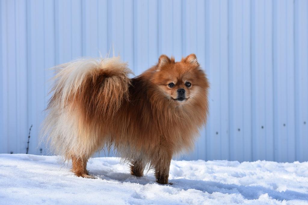Anjing Berbulu Tebal Pomeranian