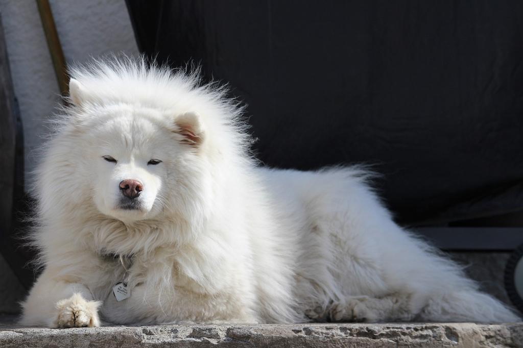 Anjing Berbulu Tebal Samoyed