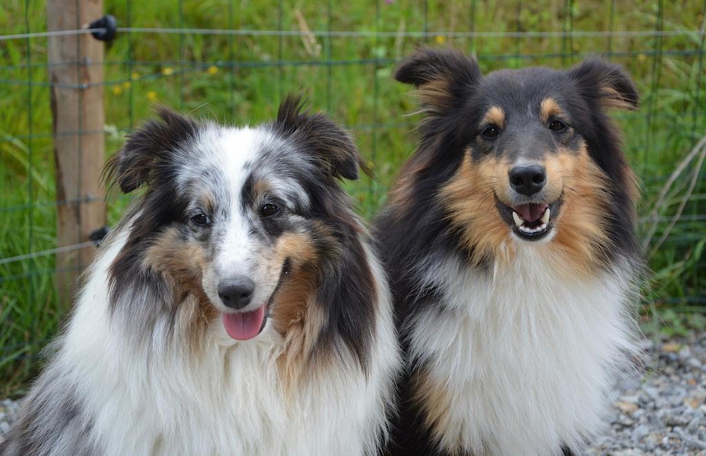 Anjing Berbulu Tebal Shetland Sheepdog