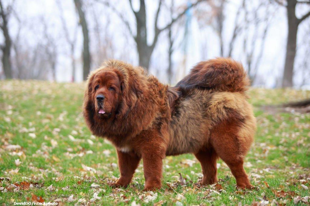 Anjing Berbulu Tebal Tibetan Mastiff