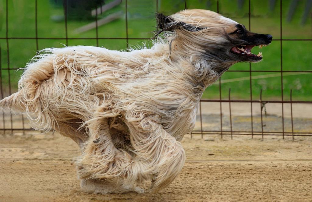 Anjing Greyhound Afganistan