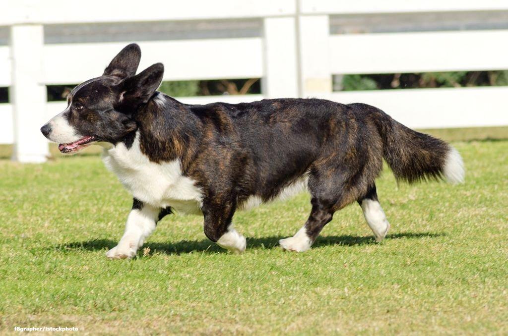 Anjing Kaki Pendek Cardigan Welsh Corgi